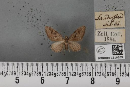 Eupithecia pusillata (Denis & Schiffermüller, 1775) - BMNHE_1816289_385355