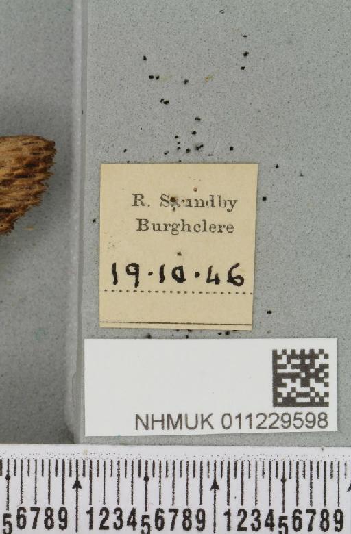 Lithophane semibrunnea (Haworth, 1809) - NHMUK_011229598_label_631809