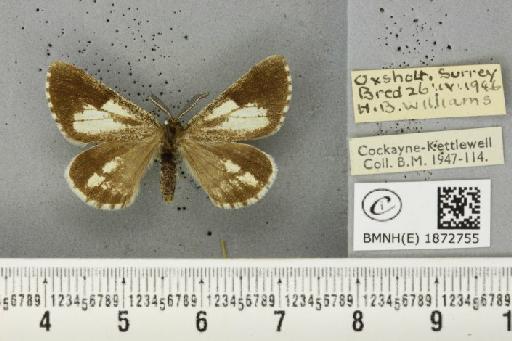 Bupalus piniaria (Linnaeus, 1758) - BMNHE_1872755_488664