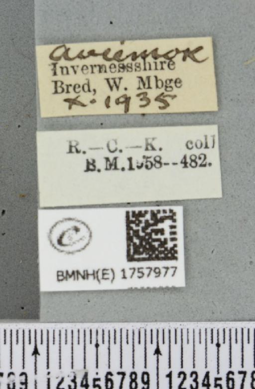 Thera juniperata scotica White, 1871 - BMNHE_1757977_label_339913