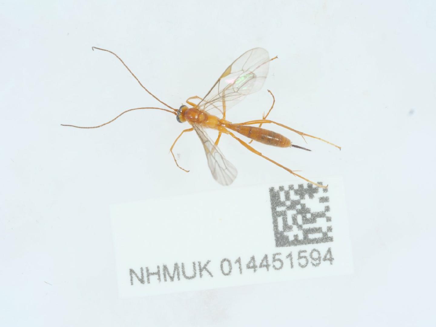 Netelia tarsata