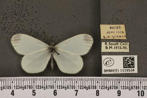 Leptidea sinapis sinapis Linnaeus, 1758 - BMNHE_1119534_74362