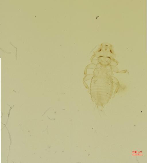 Myrsidea lacinaesternata Eichler, 1956 - 010660731__2017_07_26-Scene-2-ScanRegion1