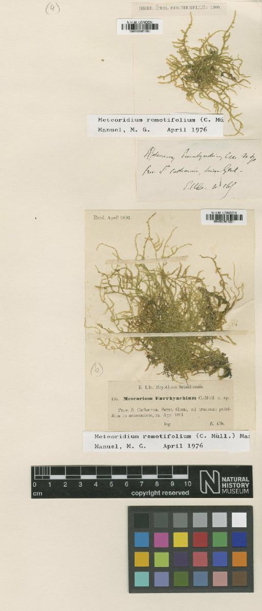 Meteoriopsis auronitens (Hornsch.) Broth. - BM000961280_a