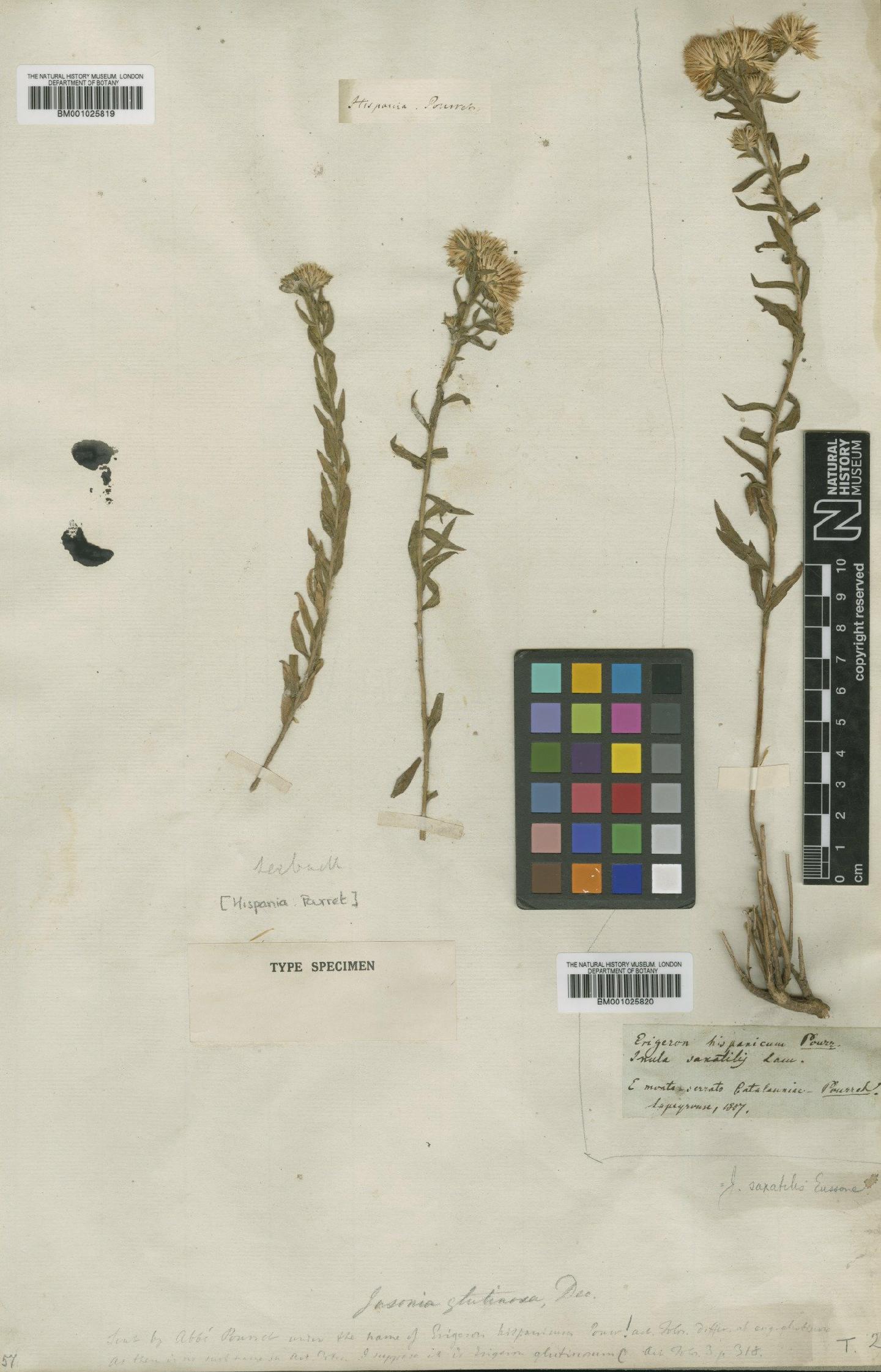 To NHMUK collection (Jasonia glutinosa (L.) DC.; Type; NHMUK:ecatalogue:1771680)