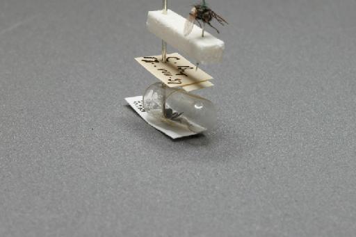 Sarcophaga (Myorhina) nigriventris Meigen, 1826 - 015092040_additional_4