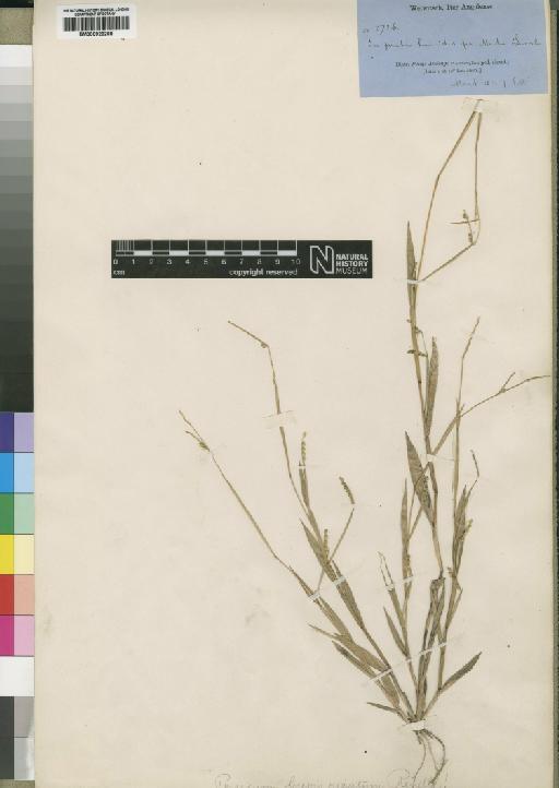 Brachiaria brevispicata (Rendle) Stapf - BM000923208