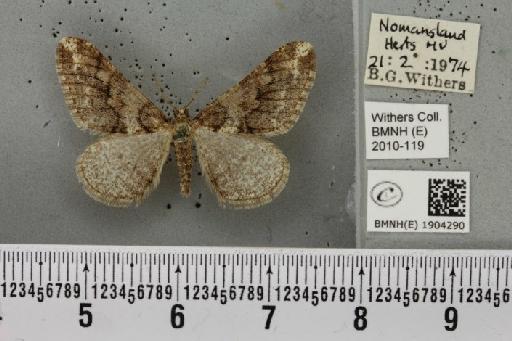 Agriopis leucophaearia (Denis & Schiffermüller, 1775) - BMNHE_1904290_463418