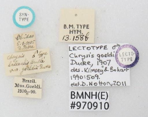 Chrysis goeldi Ducke, A., 1907 - Chrysis_goeldi-BMNH(E)#970910_lectotype-labels