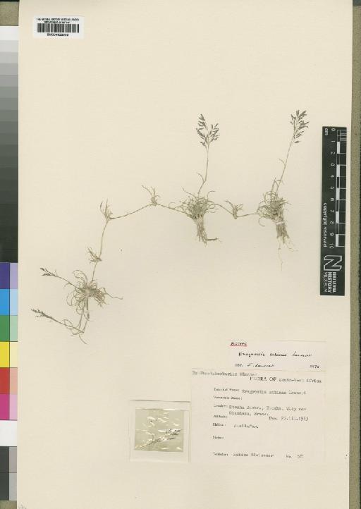 Eragrostis sabinae Launert - BM000923033