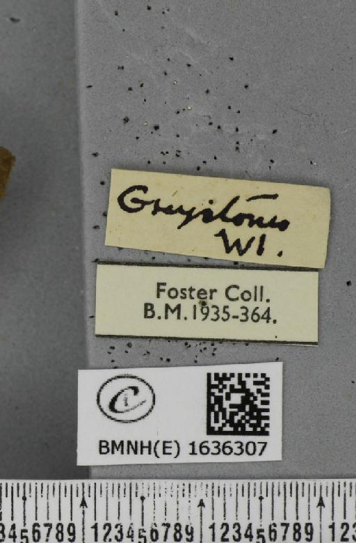 Macroglossum stellatarum (Linnaeus, 1758) - BMNHE_1636307_label_206025