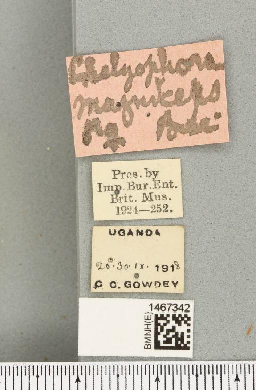 Bistrispinaria magniceps (Bezzi, 1918) - BMNHE_1467342_label_27744