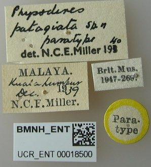 Physoderes patagiata Miller, N.C.E., 1941 - Physoderes patagiata-BMNH(E)1706480-Paratype female labels UCR_ENT 00018500