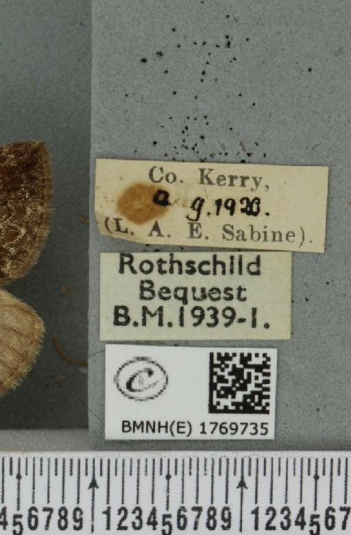Dysstroma truncata truncata (Hufnagel, 1767) - BMNHE_1769735_label_350503