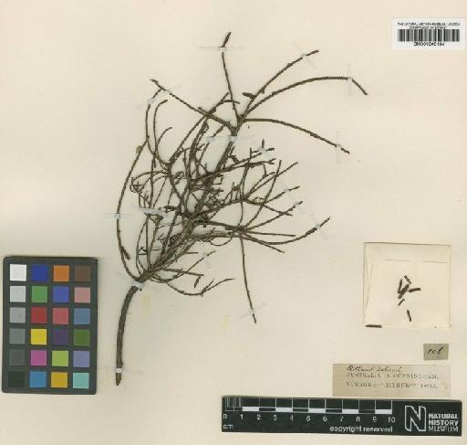 Leucopogon insularis A.Cunn. ex DC. - BM001040134