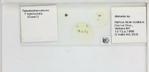 Pseudophacopteron tuberculata Crawford, 1912 - 013470700_117213_1146687_157772_NonType