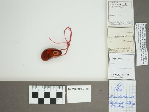 Arachnida Cuvier, 1812 - 014870065_main