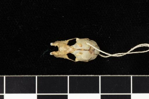 Rhinolophus blythi Andersen, 1918 - 1918_8_3_2-Rhinolophus_blythi-Holotype-Skull-dorsal