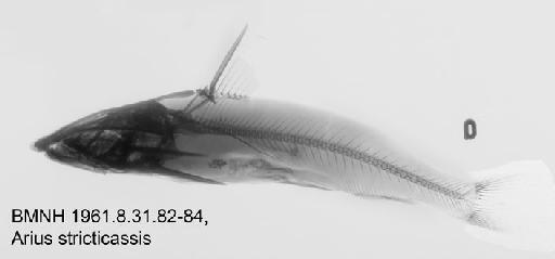 Arius stricticassis Valenciennes in Cuvier & Valenciennes, 1840 - BMNH 1961.8.31.82-84, Arius stricticassis Radiograph