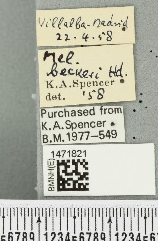 Ophiomyia beckeri (Hendel, 1923) - BMNHE_1471821_label_47036