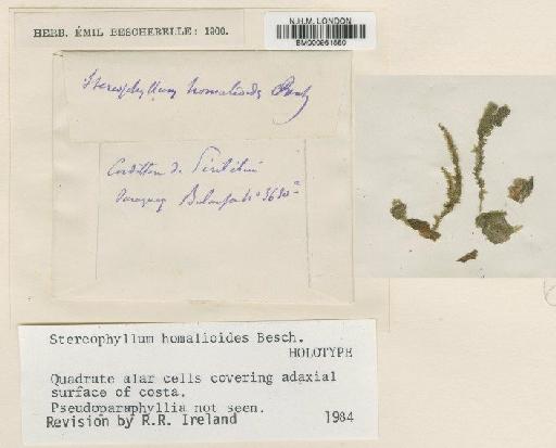 Stereophyllum homalioides Besch. - BM000961550