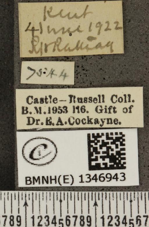 Cupido minimus ab. striata Tutt, 1908 - BMNHE_1346943_label_150670