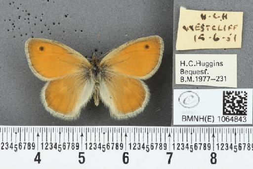 Coenonympha pamphilus (Linnaeus, 1758) - BMNHE_1064843_26108