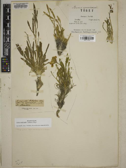 Parrya glabra (Royle) D.A.German & Al-Shehbaz - BM000041382