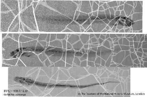 Gobioides ansorgii Boulenger, 1909 - BMNH 1939_7_12_33 Gobioides ansorgii