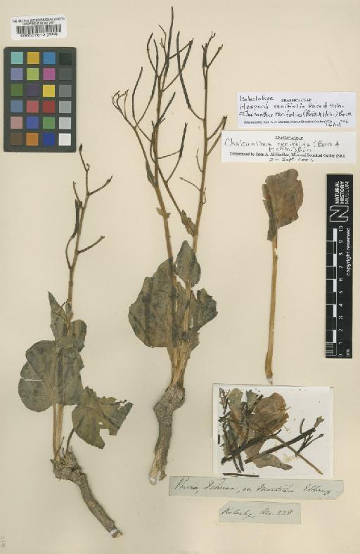 Chalcanthus renifolius (Boiss. & Hohen.) Boiss. - BM000587810