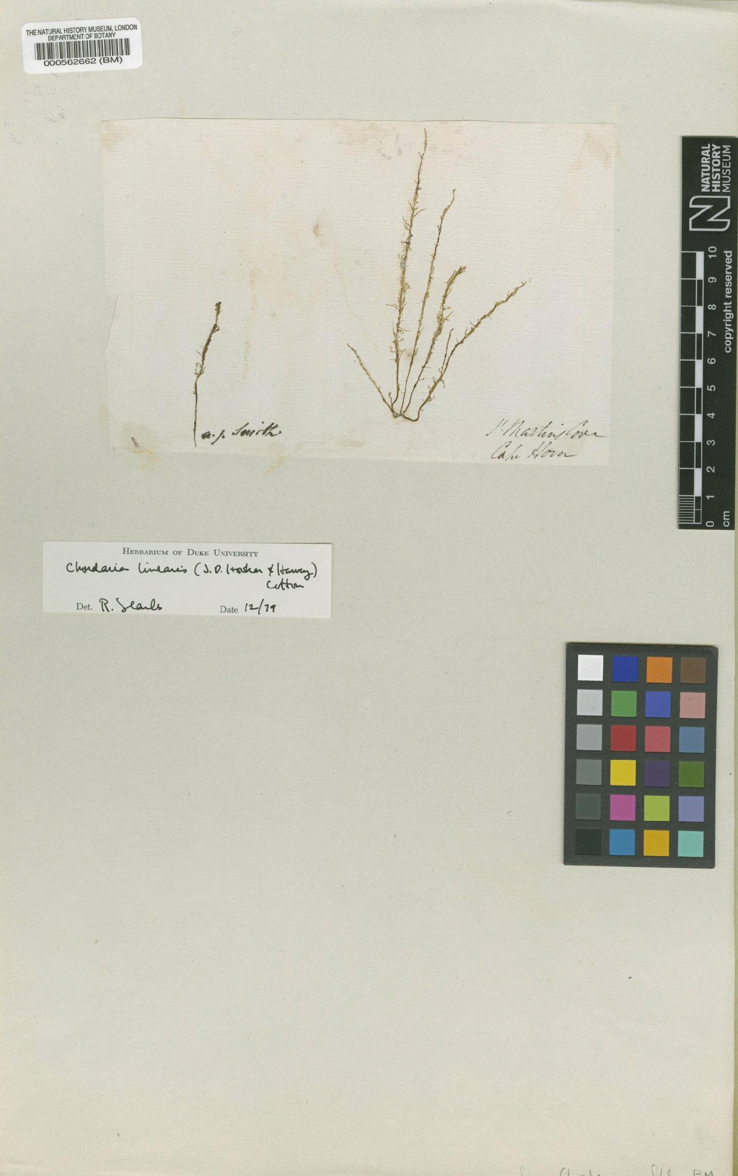 To NHMUK collection (Mesogloia linearis Hook.f. & Harv.; TYPE; NHMUK:ecatalogue:4719620)