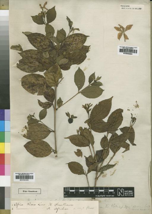 Heinsia benguellensis Benth. & Hook.f. - BM000902993