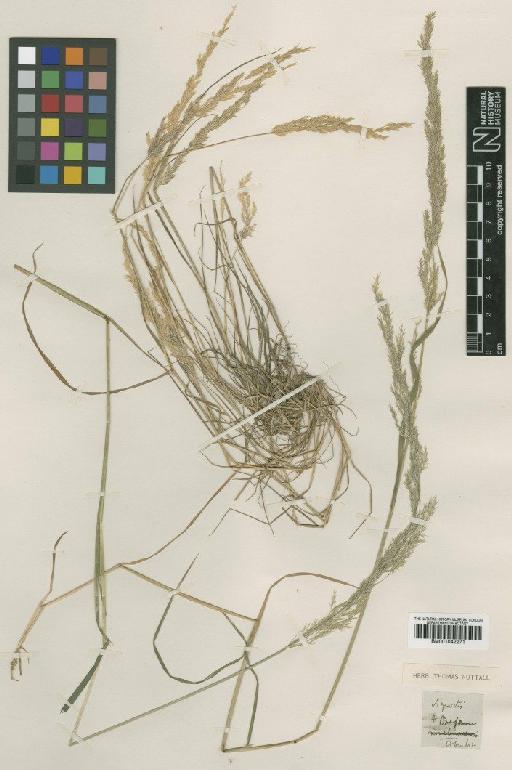 Agrostis oregonensis Vasey - BM001042271