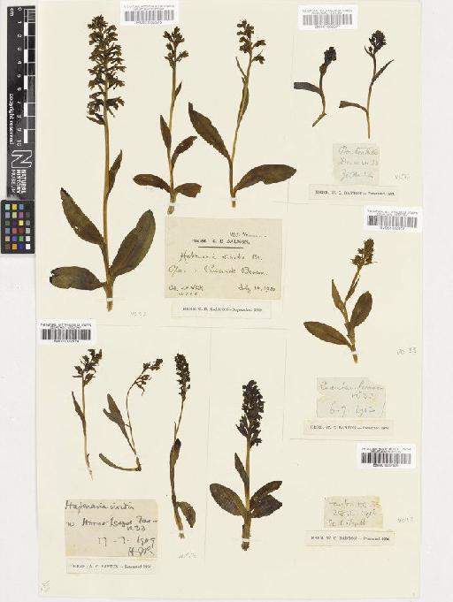 Coeloglossum viride (L.) Hartm. - BM001002579