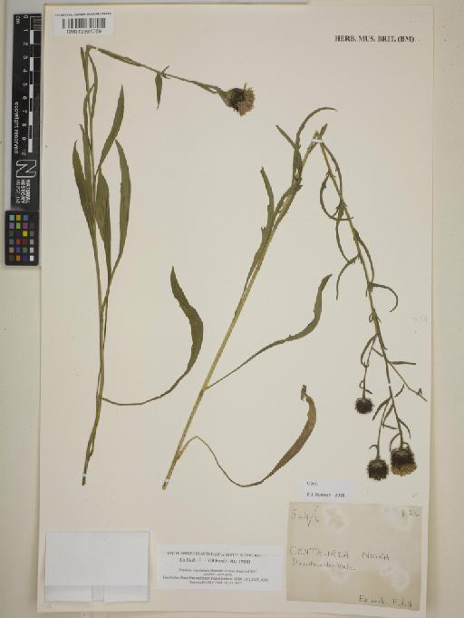 Centaurea nigra L. - BM013391769