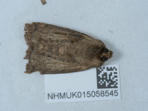 Hoplodrina octogenaria ab. implexa Stephens, 1829 - 015058545_1