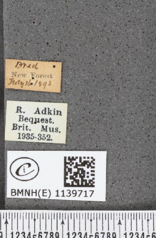 Thecla betulae (Linnaeus, 1758) - BMNHE_1139717_label_95836