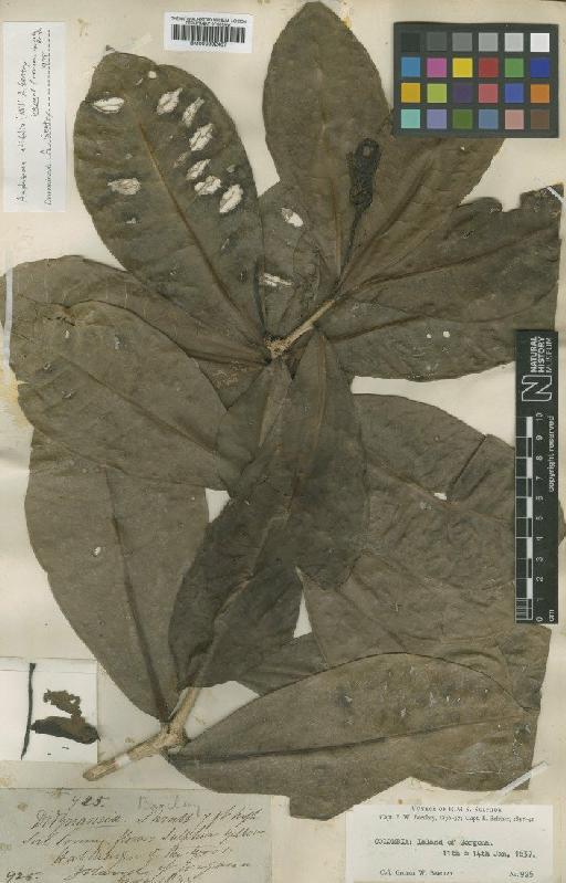 Amphitecna latifolia (Mill) Gentry - BM000992407