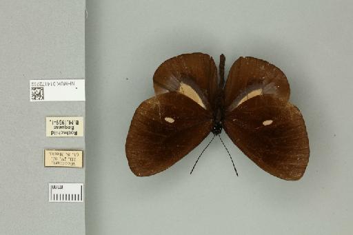 Euploea leucostictos perdita Butler, 1882 - 014172752_Dorsal