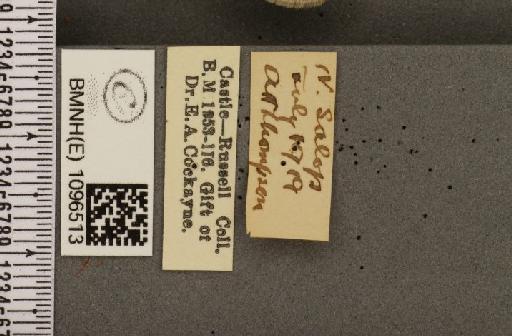 Coenonympha tullia davus ab. cockaynei Hopkins, 1955 - BMNHE_1096513_label_7407