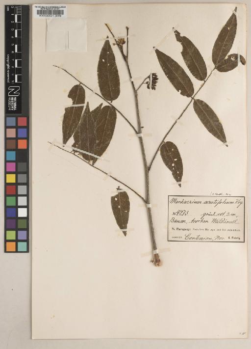 Machaerium acutifolium Vogel - BM000538561