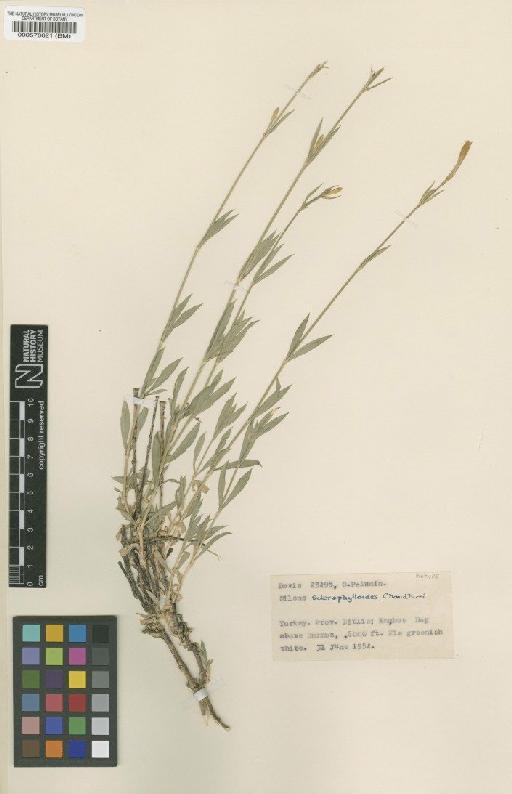 Silene sclerophylla Chowdhuri - BM000578621