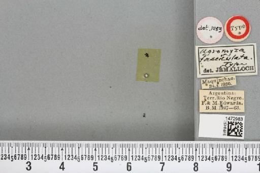 Ophiomyia fasciculata Malloch, 1934 - BMNHE_1472983_a_47367