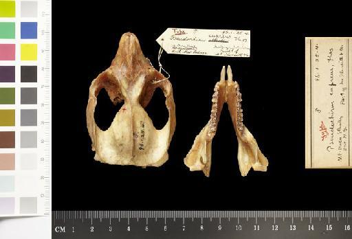 Pseudocheirus (Pseudochirops) cupreus - 1896.1.25.4_Skull_Dorsal