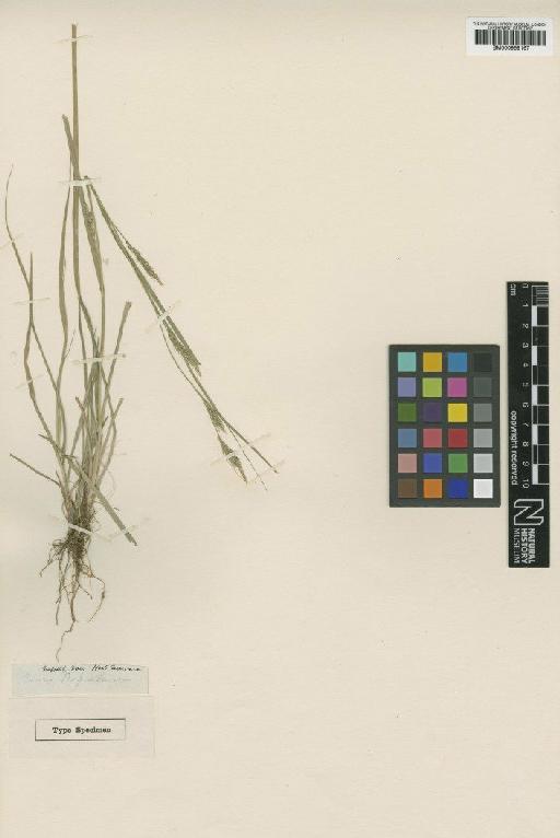 Carex longipes D.Don - BM000959167