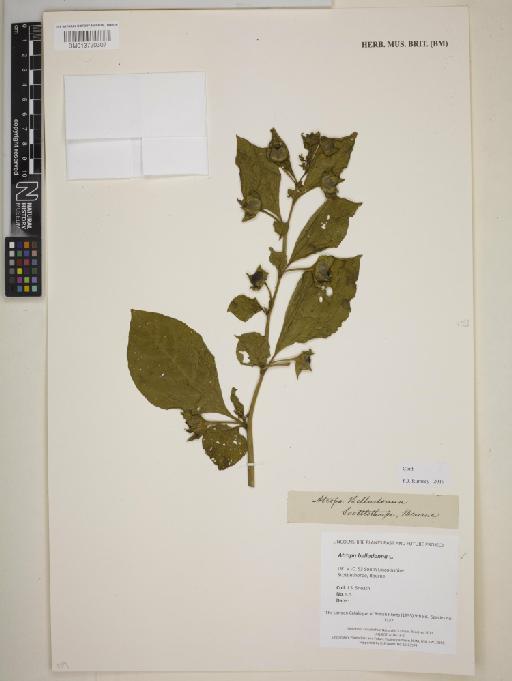 Atropa belladonna L. - BM013720307