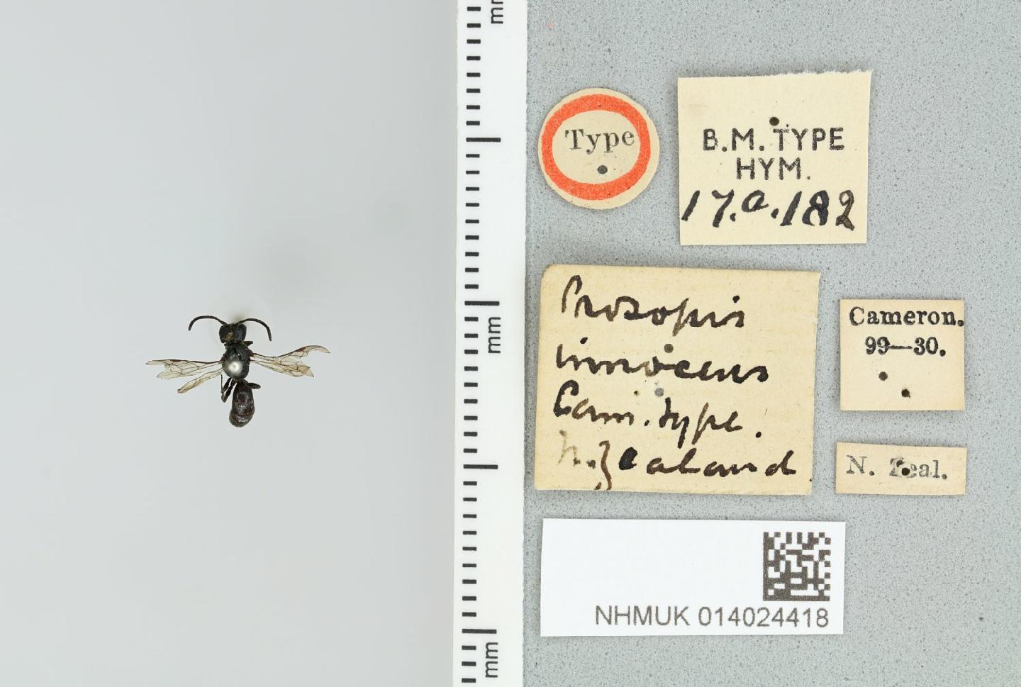 Hylaeus innocens