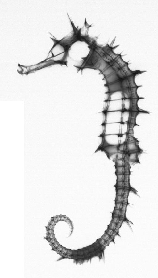 Hippocampus jayakari Boulenger, 1900 - BMNH 1900.5.23.1, HOLOTYPE, Hippocampus jayakari, radiograph