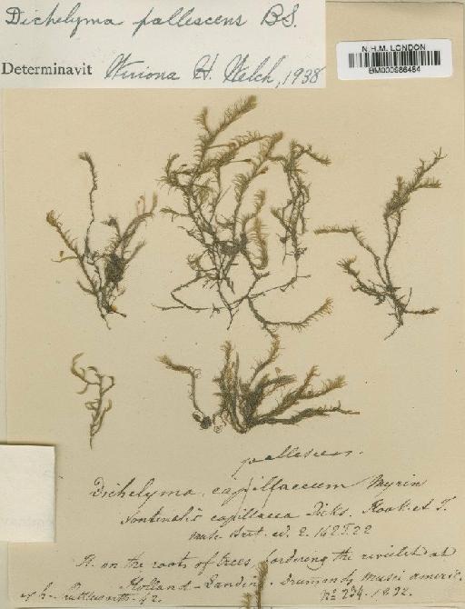 Dichelyma pallescens Bruch, Schimp. & W.Gümbel - BM000986484