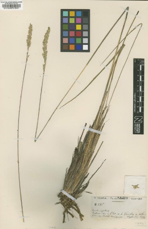 Eriochrysis holcoides var. brevispilum Hack. - BM000524878